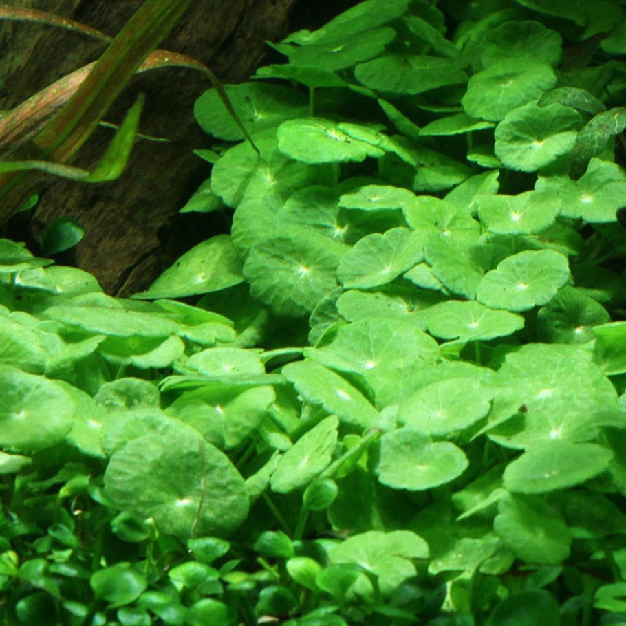 Hydrocotyle vulgaris