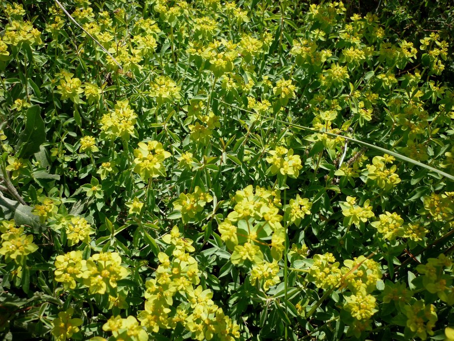 Молочай Euphorbia palustris