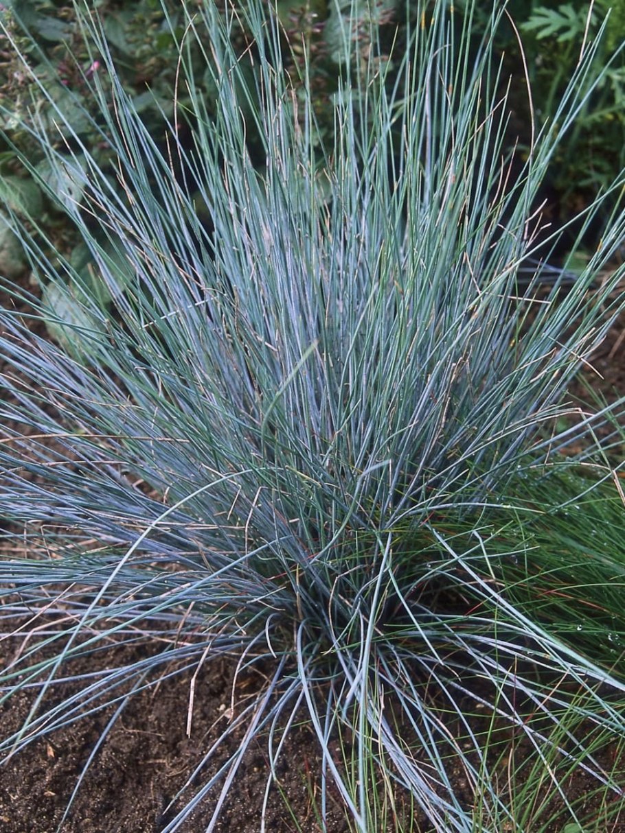 Leymus racemosus