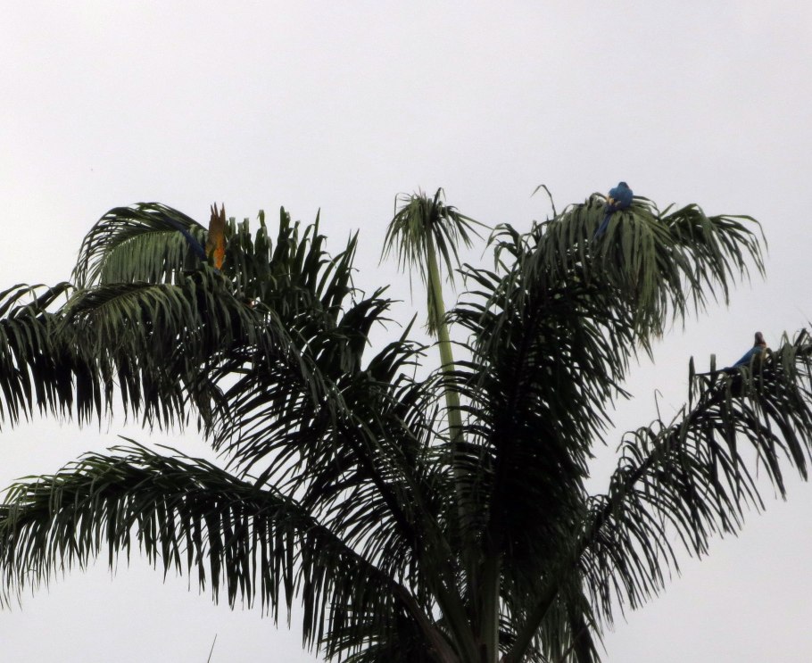 Царская Пальма