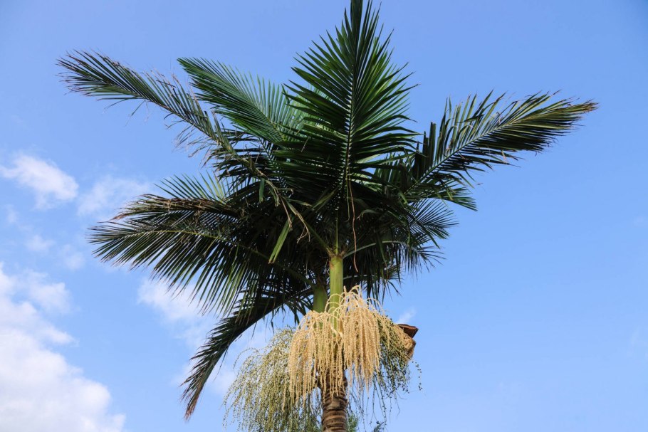 Королевская Пальма Баракоа