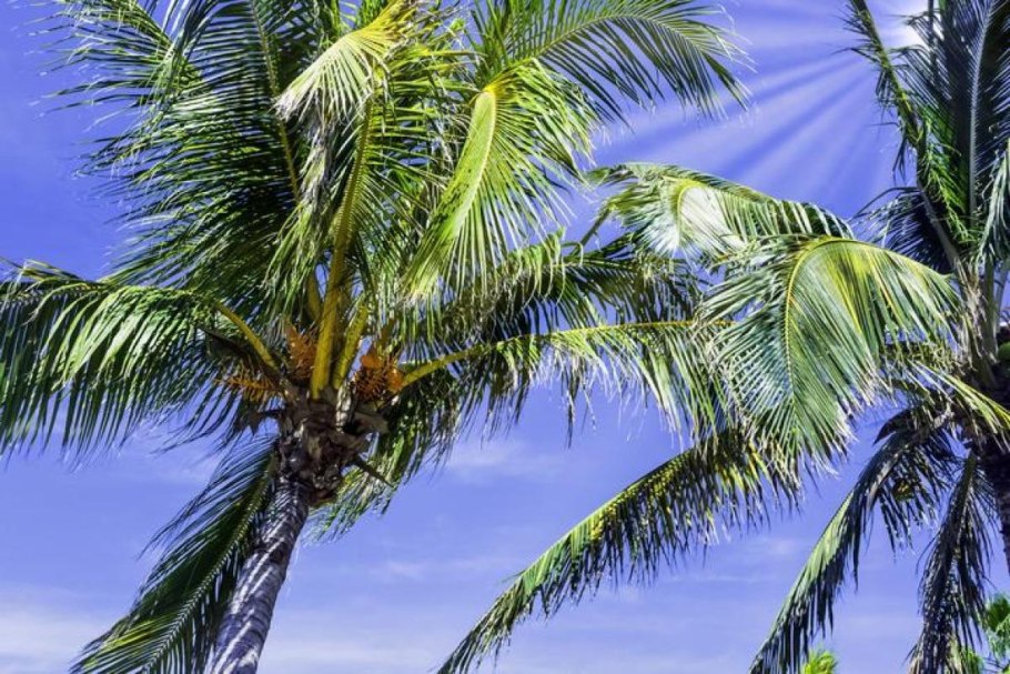 Кубинская Пальма ройстонея