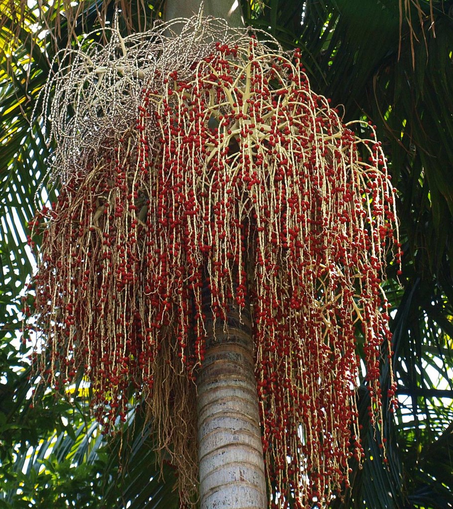 Archontophoenix cunninghamiana