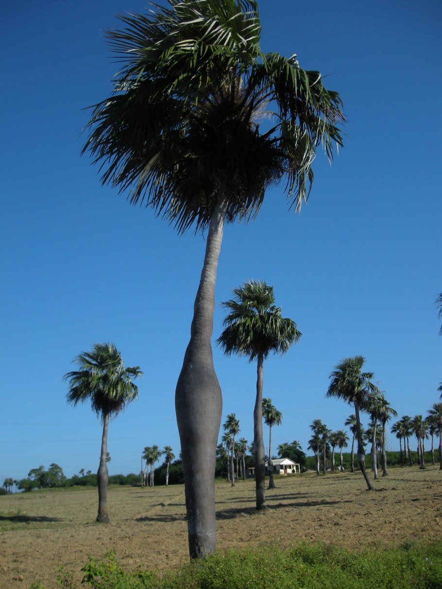 Где растут пальмы карта