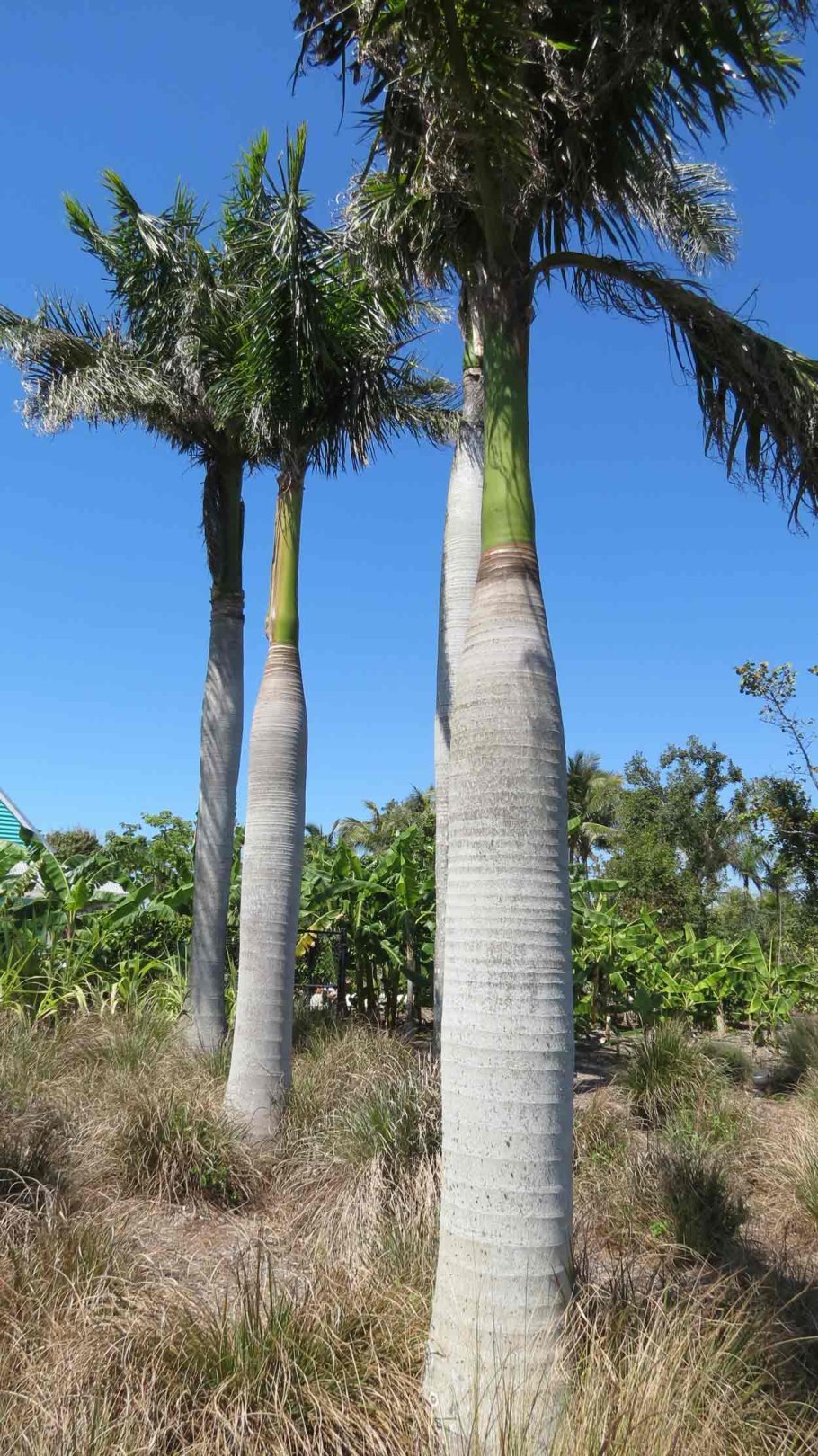 Королевская Пальма Доминикана