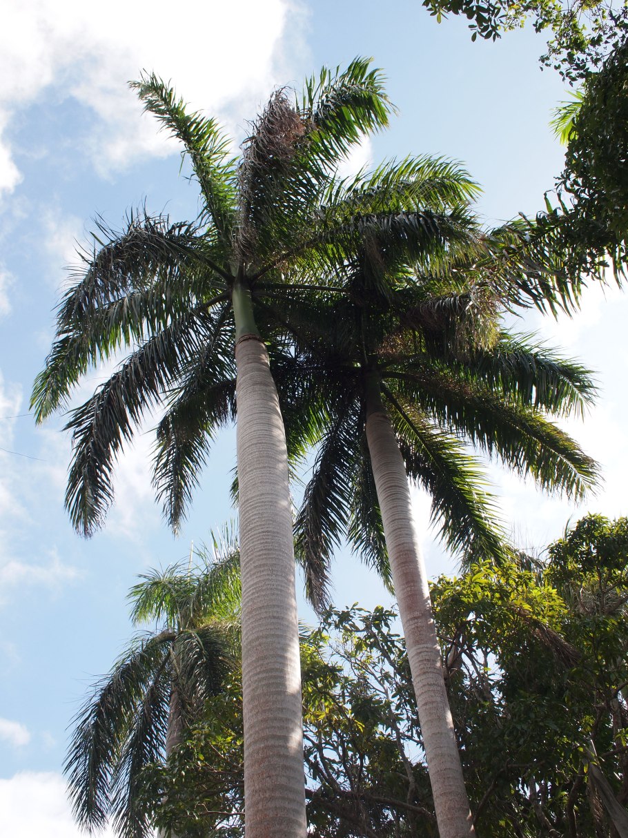 Королевский финик Пальма