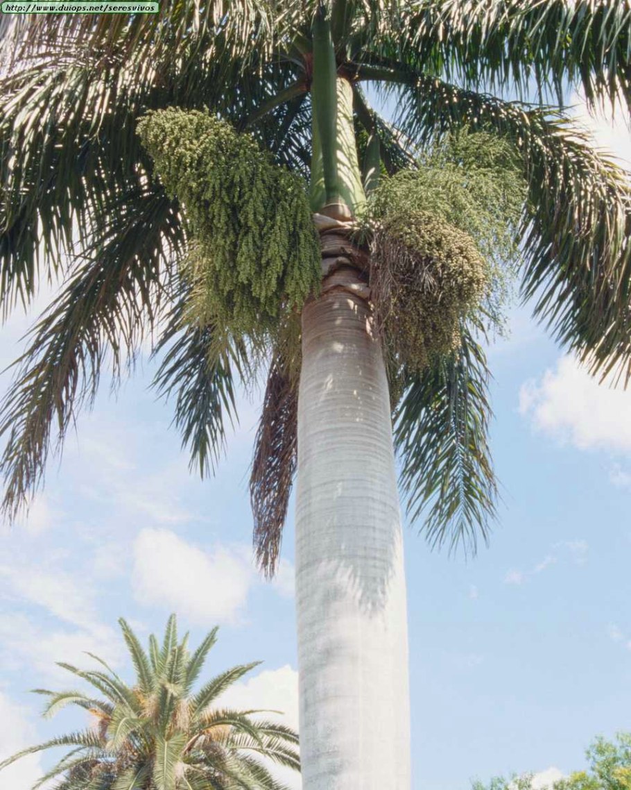 Кубинская Пальма ройстонея