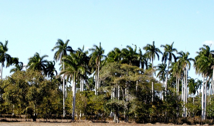 Ройстоунея Кубинская (Roystonea Regia)