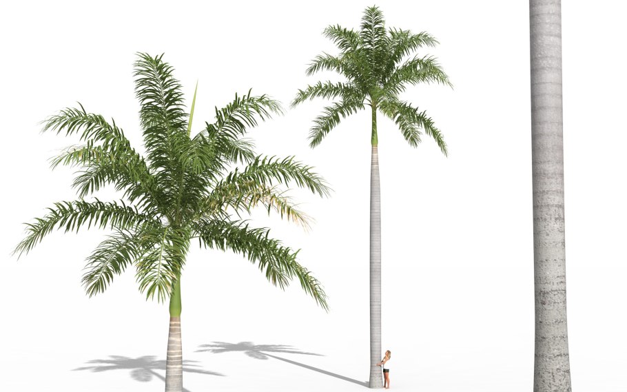 Ройстоунея Пальма