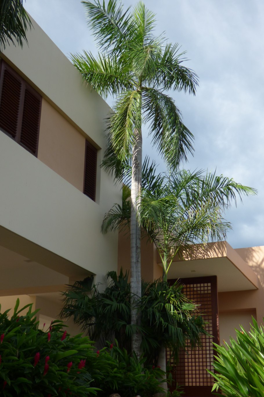 Каракас растение