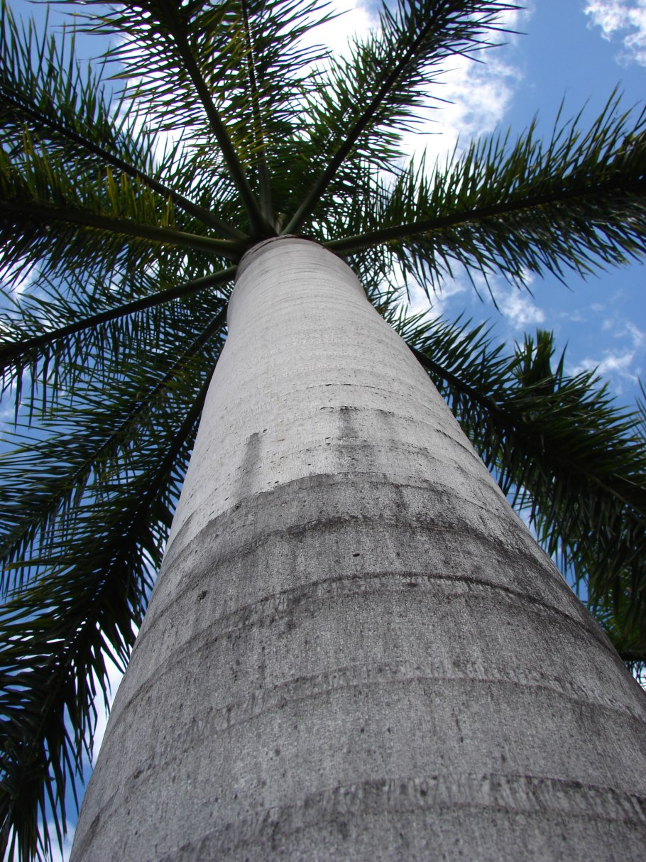 Ройстоунея пальма