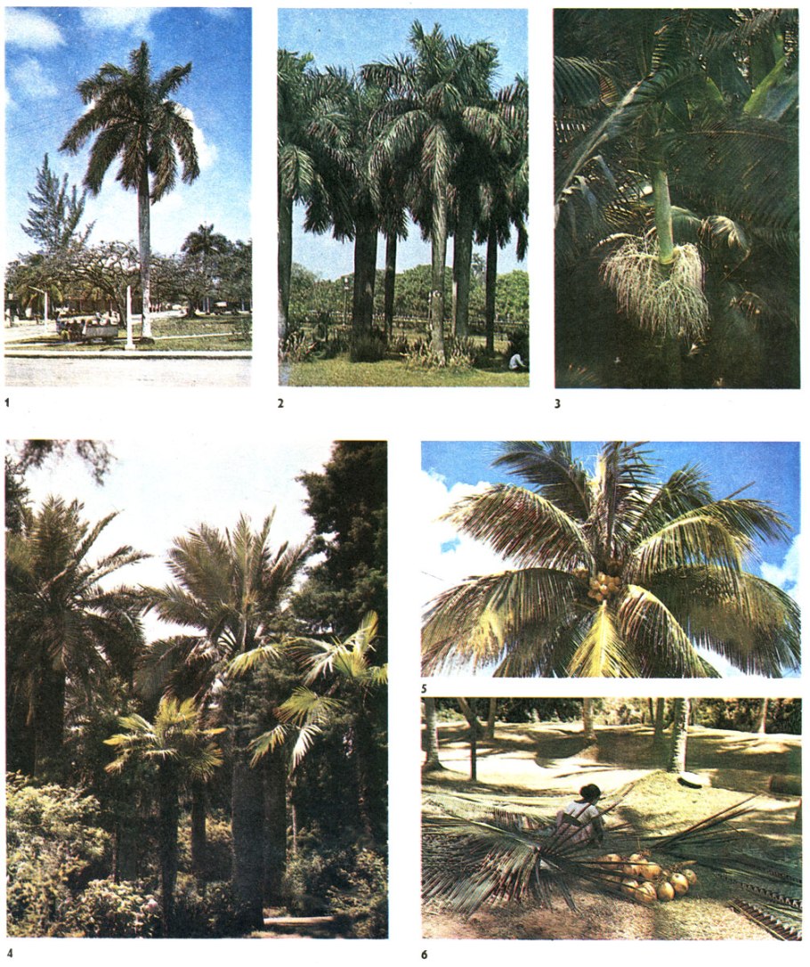 Королевская Пальма на Кубе