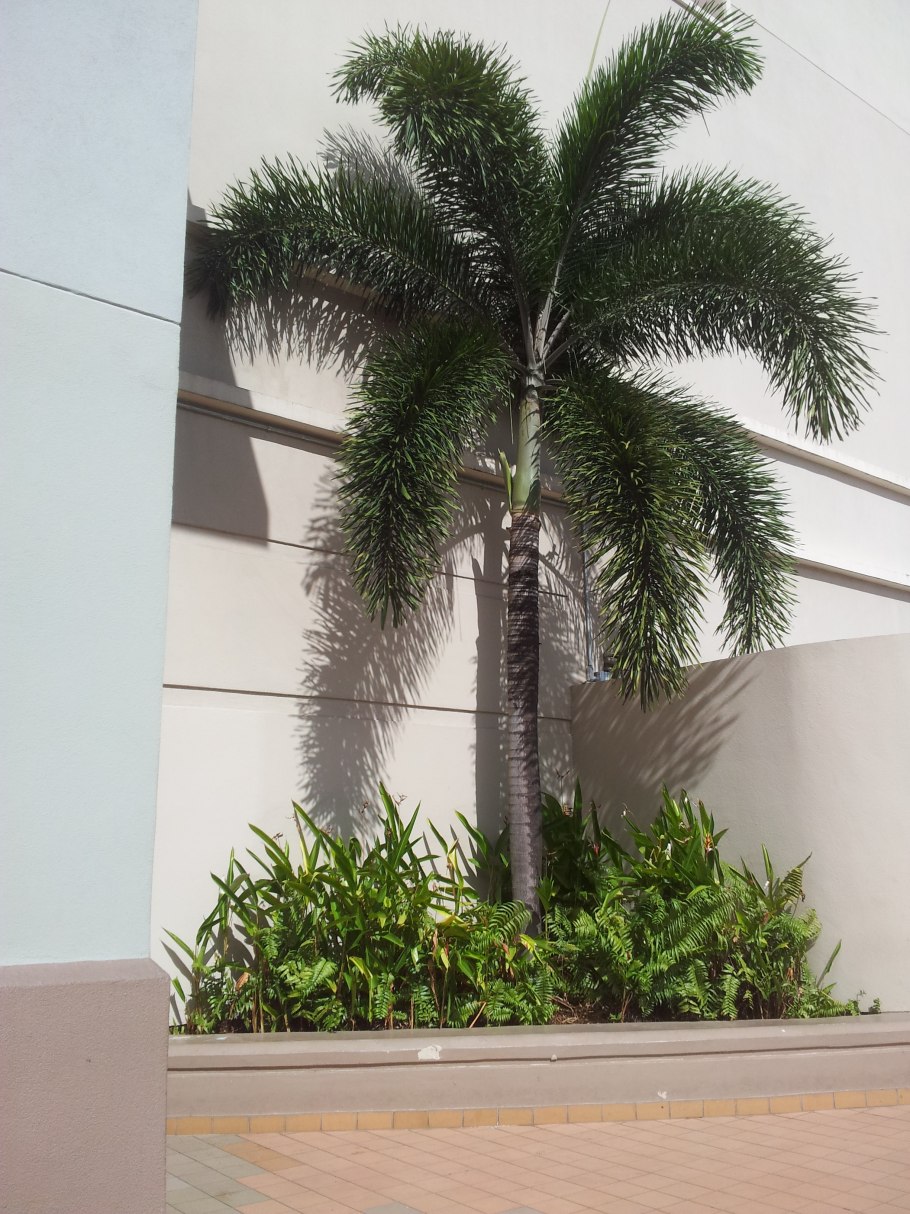 Королевская Пальма дома