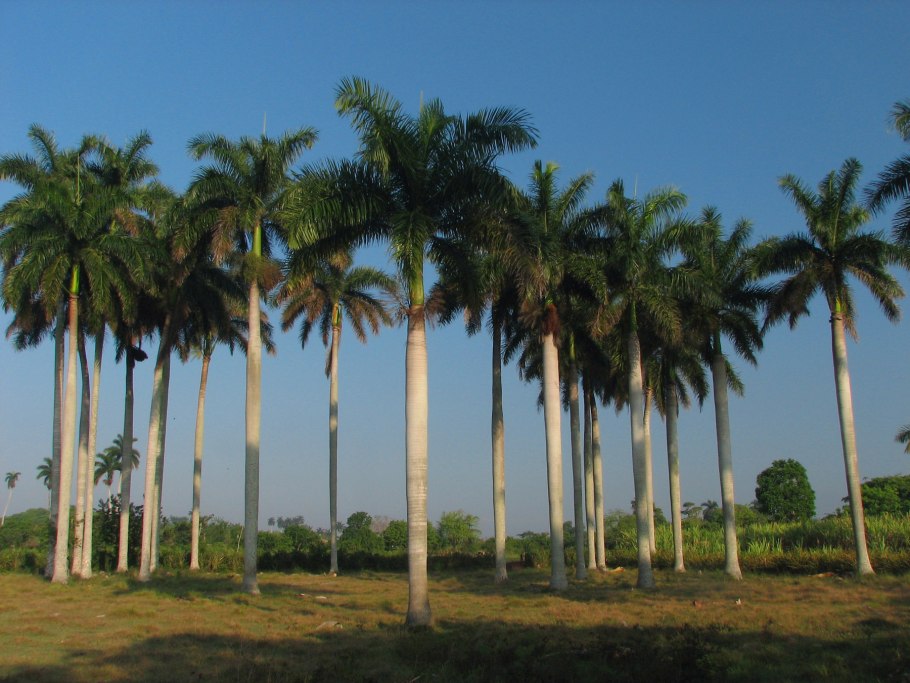 Кубинская Королевская Пальма