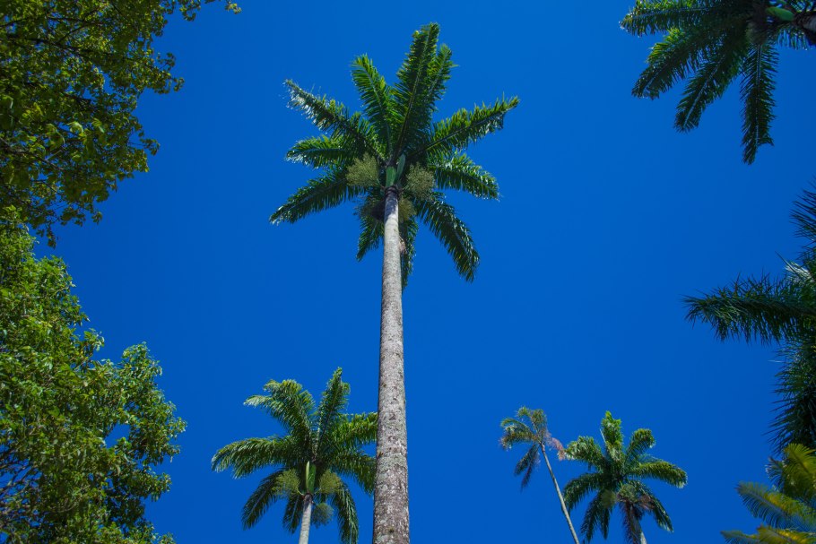 Phoenix canariensis h 60-100см