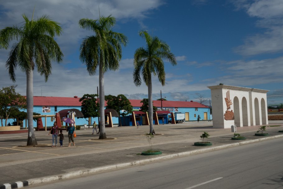 Roystonea Borinquena