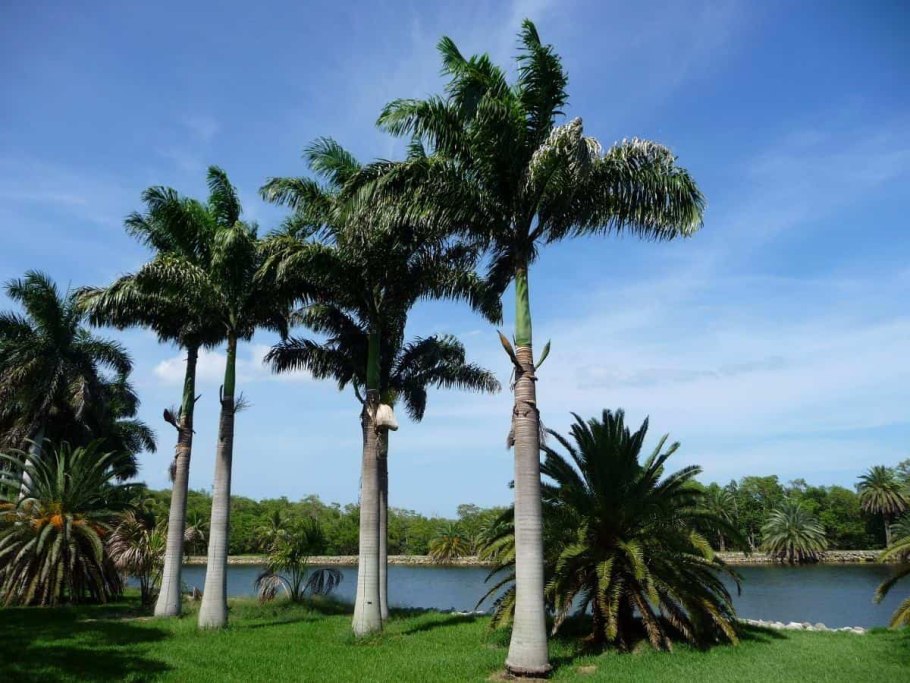 Ройстоунея королевская пальма