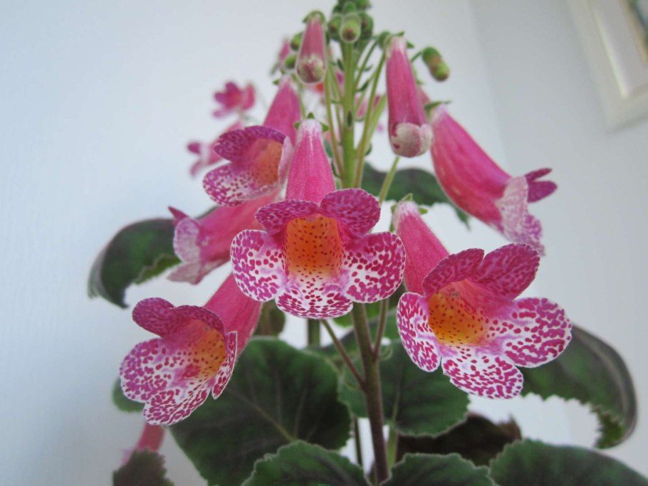 Колерия Manchu