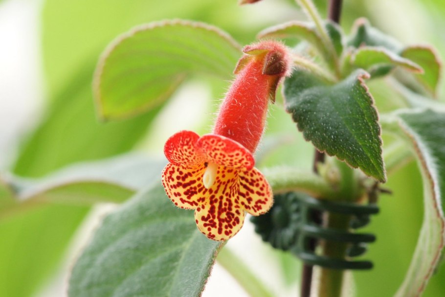 Колерия Санни