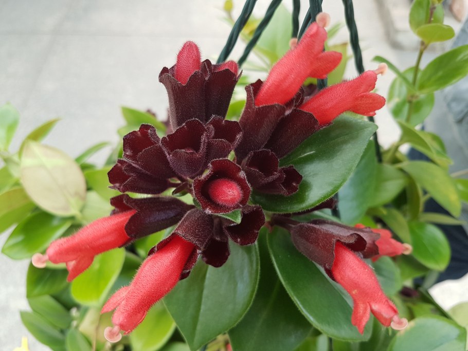 Геснериевые эсхинантус