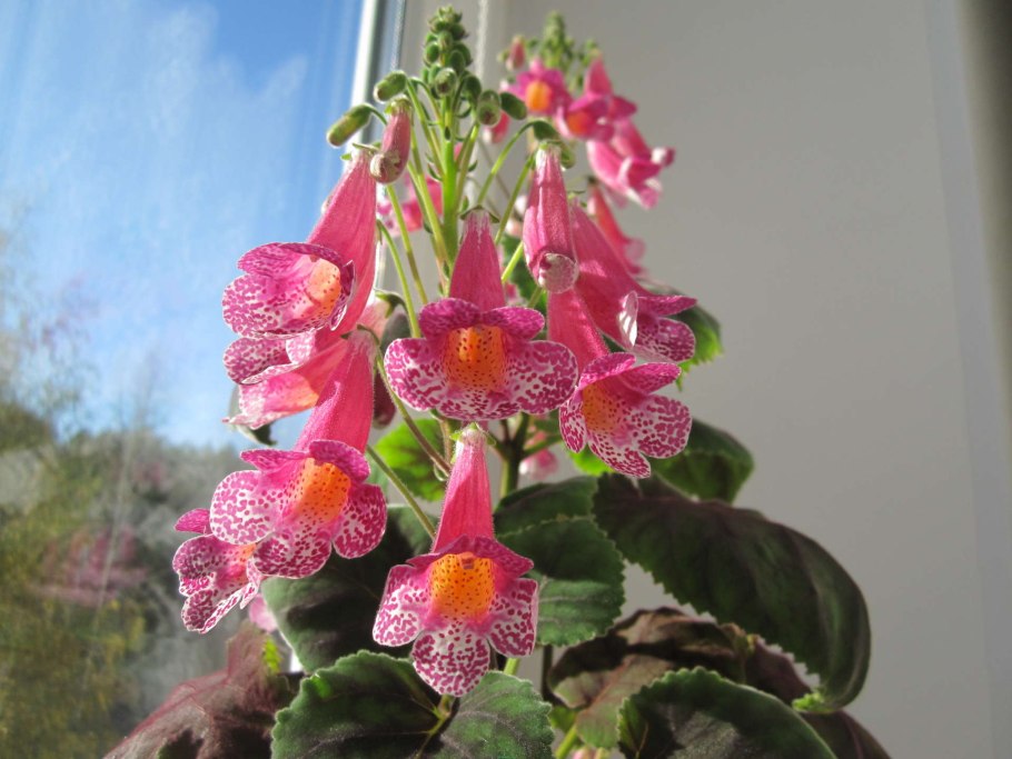 Геснериевые комнатные растения