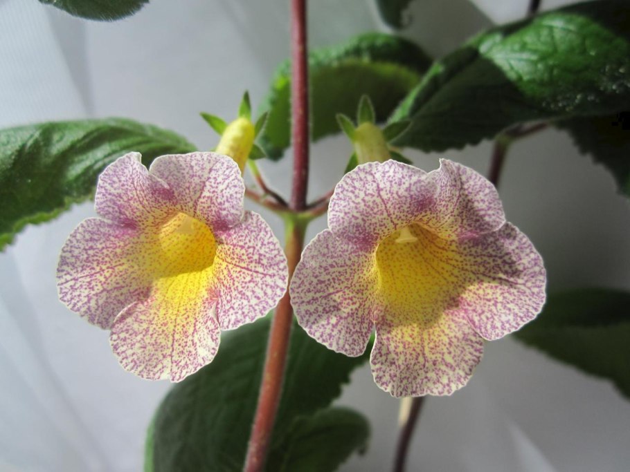 Семейство Геснериевые