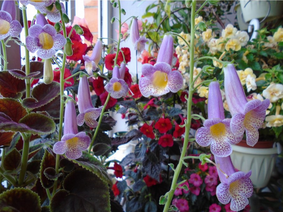 Смитианта 'autumn Breeze'