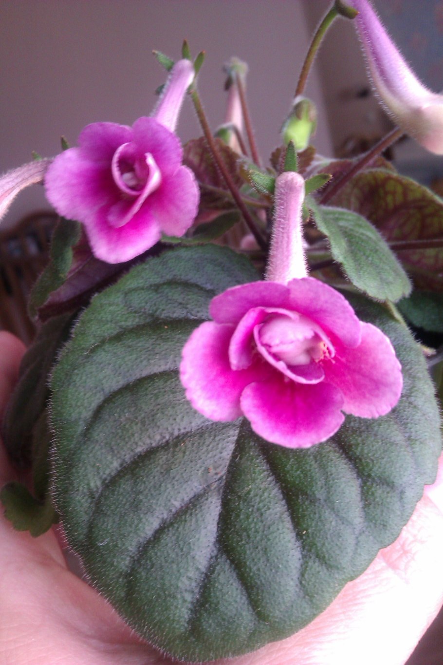 Геснериевые LARAE