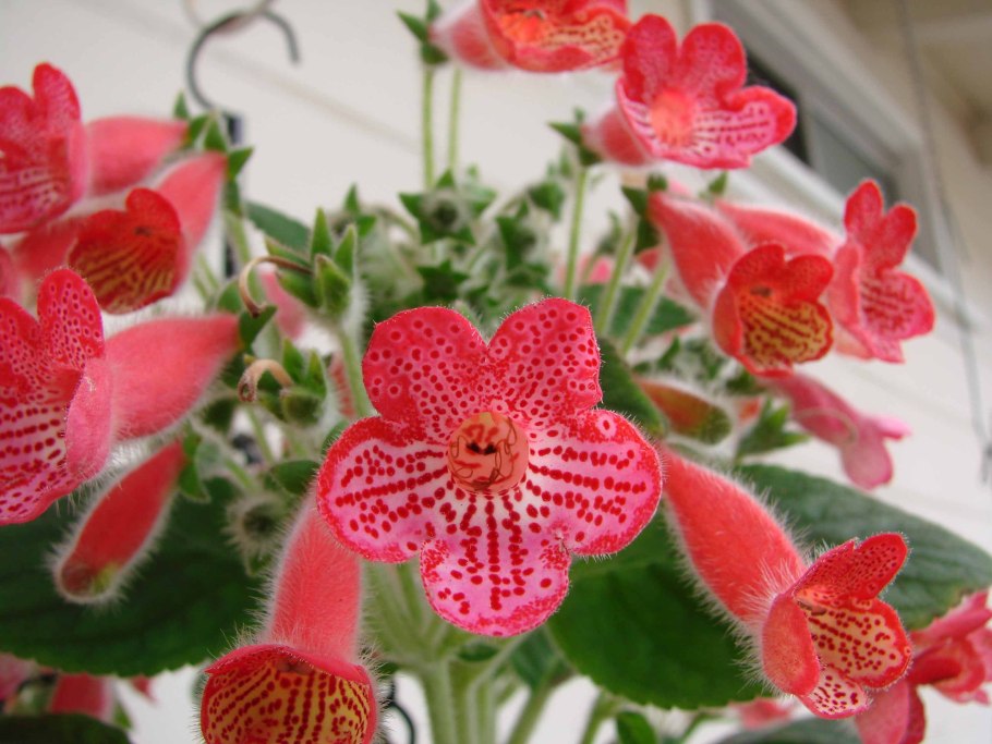 Колерия manchu