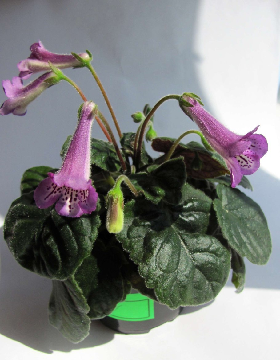 Цветы семейства геснериевых