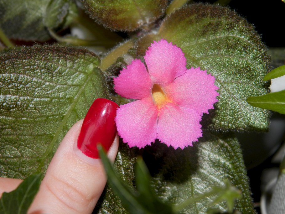 Геснериевые IERAE