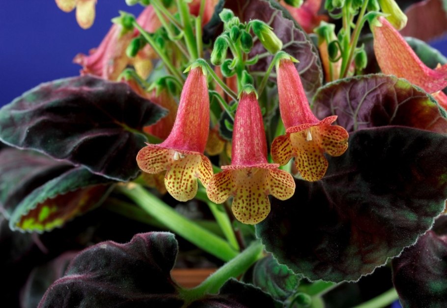 Семейство Геснериевые