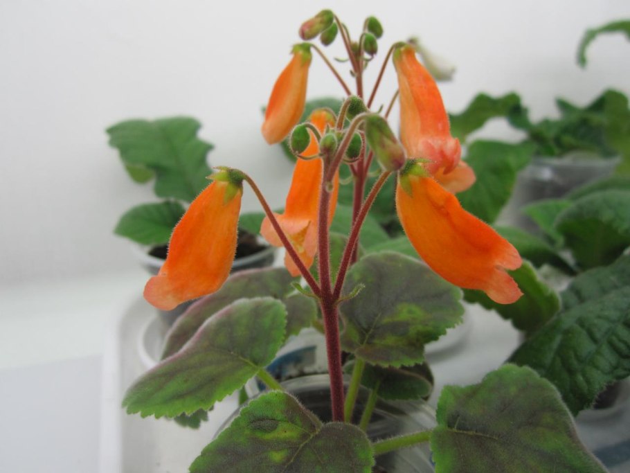 Смитианта cinnabarina