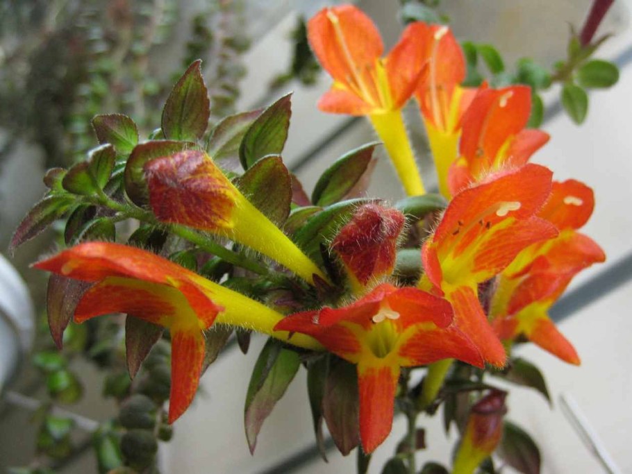 Геснериевые колумнея