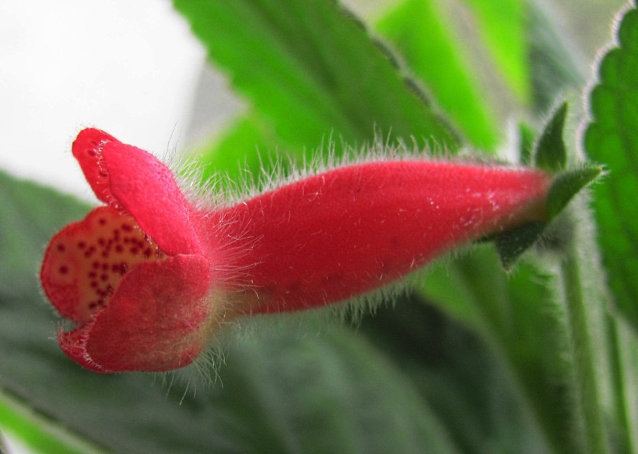 Семейство Геснериевые