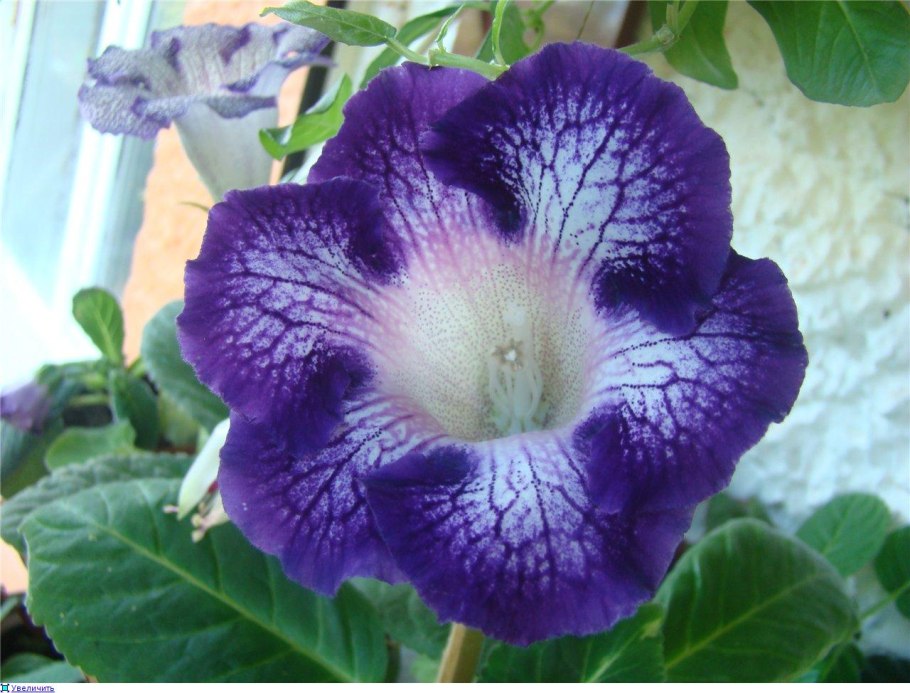 Семейство Геснериевые