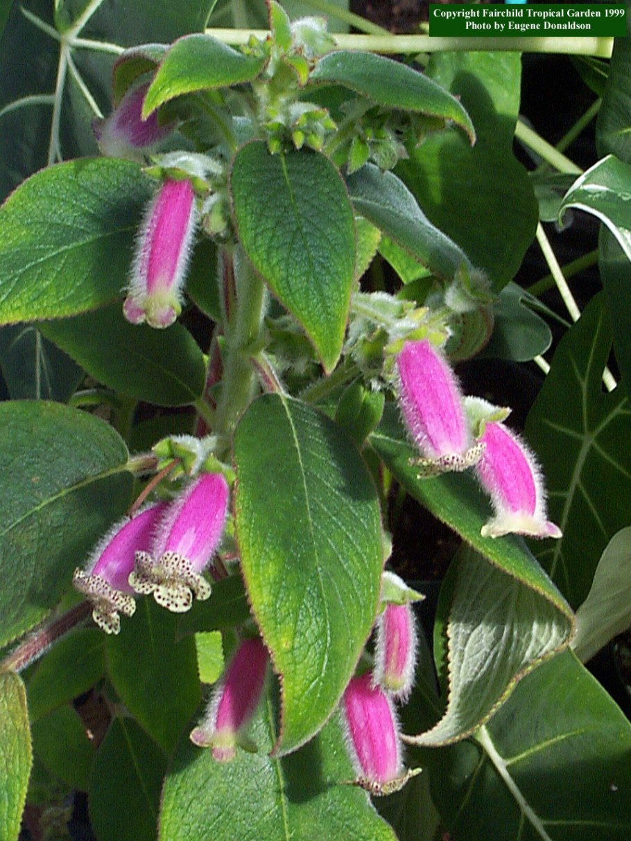 Геснериевые комнатные растения