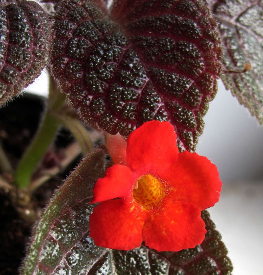 Смитианта АВ Октябрина