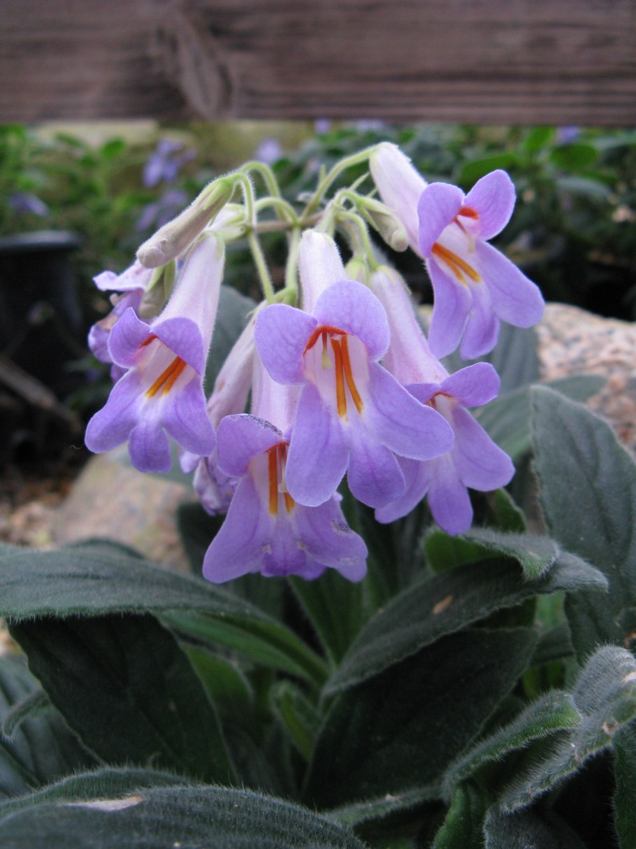 Примулина Айко