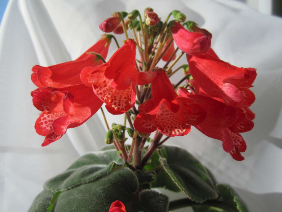 Геснериевые комнатные растения