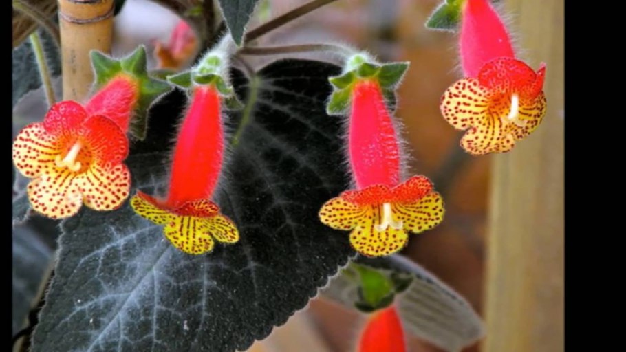 Геснериевые растения