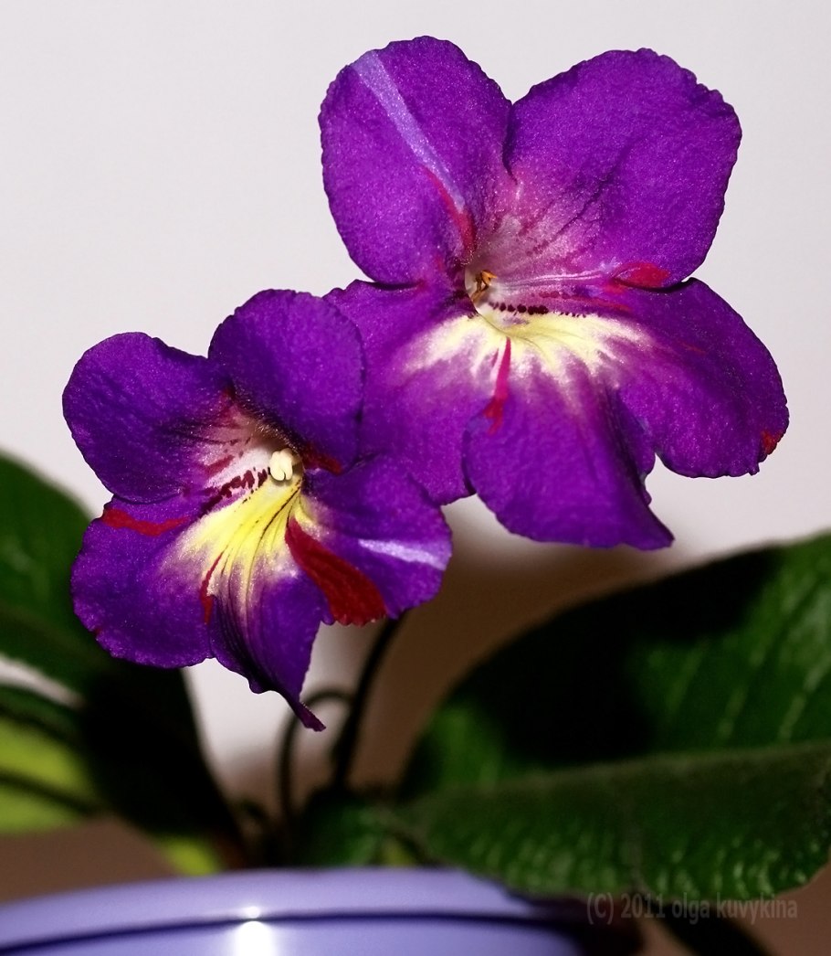 Стрептокарпус Spin Art