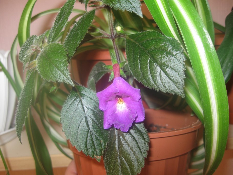 Колерия Бетховен