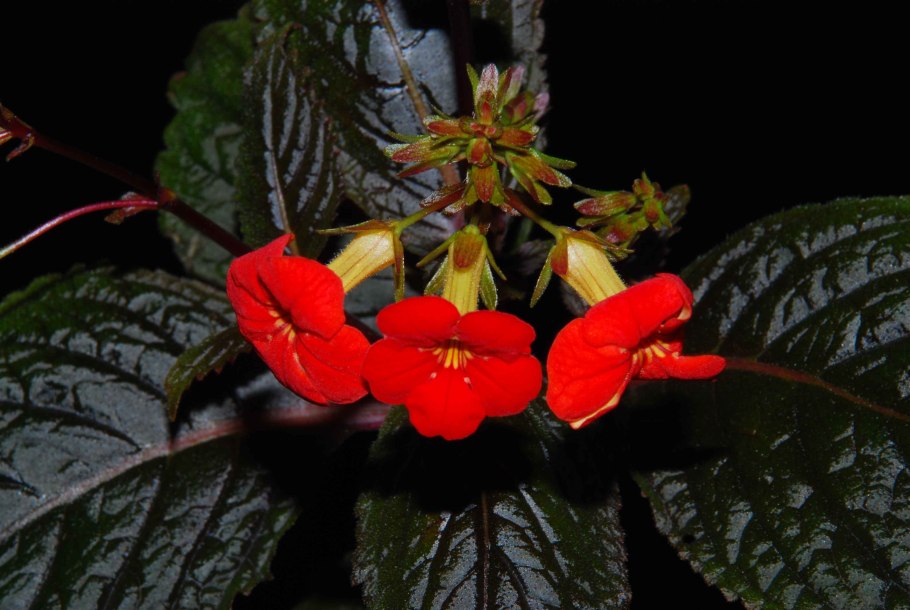 Геснерия алая