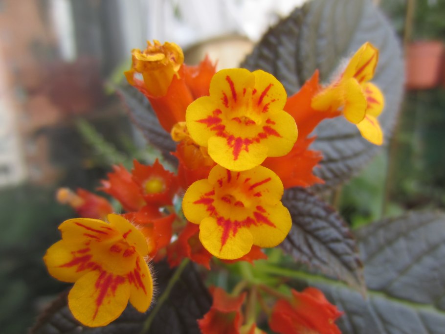 Калерия цветок фото