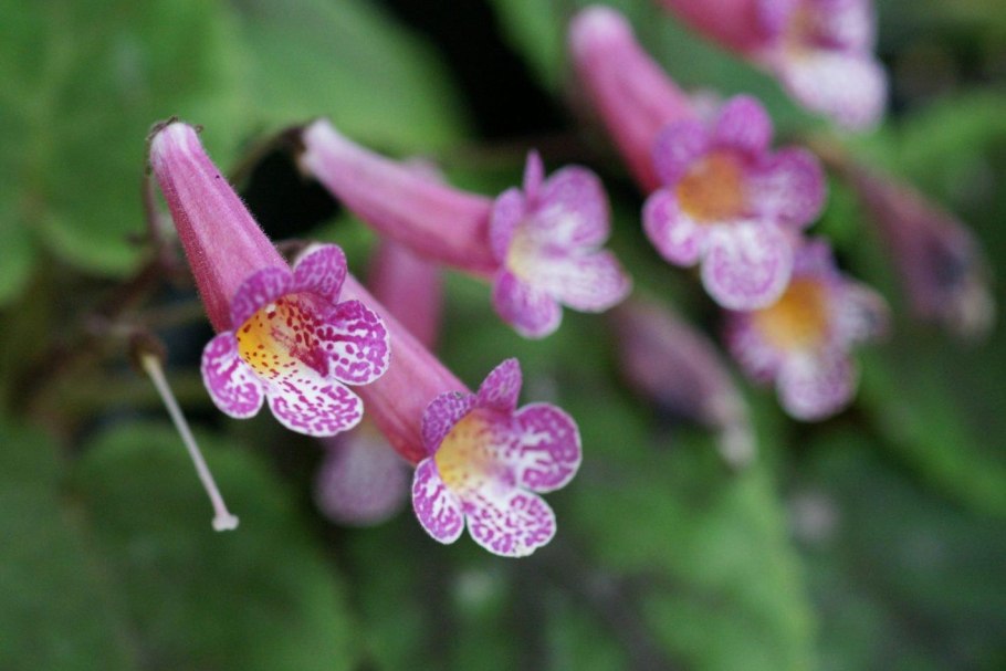 Цветы Геснериевые