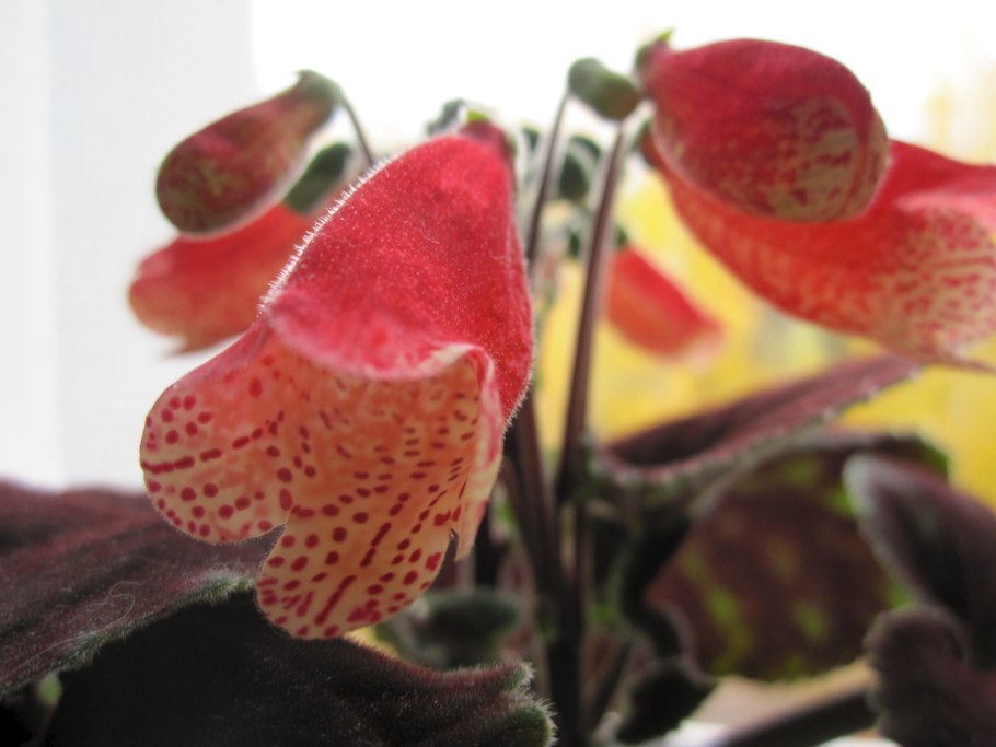 Растение Геснерия