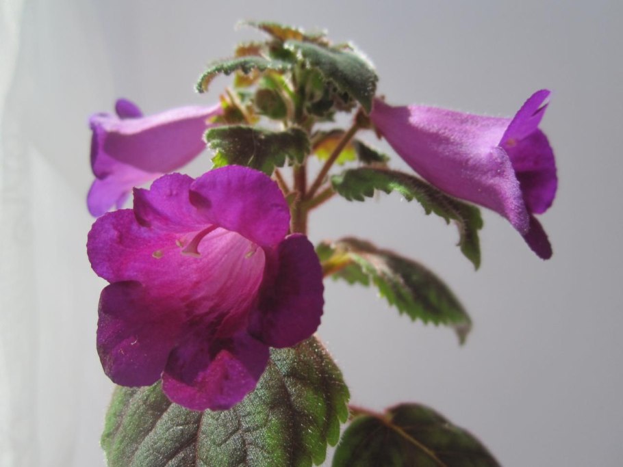 Ахименес blue david