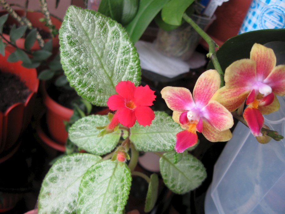 Геснериевые колумнея