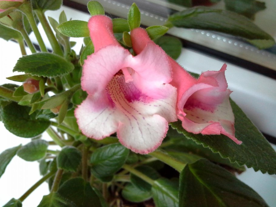 Achimenes Yellow Fever